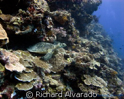 Sea Turtle watching diver's swim by by Richard Alvarado 